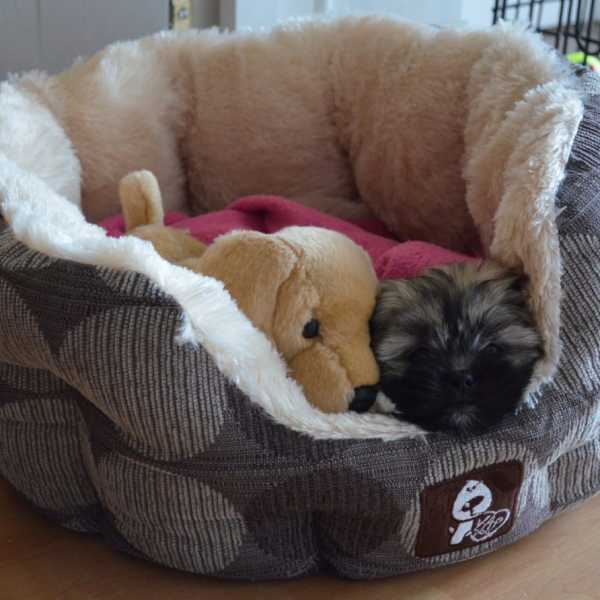 Professional grooming tips for Lhasa Apso dogs LhasaLife