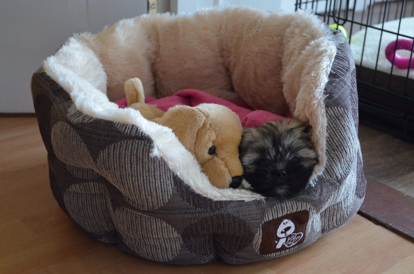 Lhasa Apso puppy in bed with toy dog