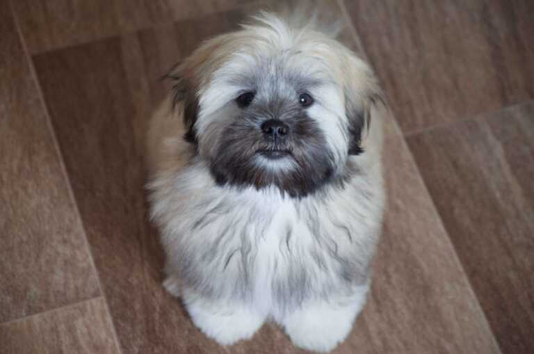 How to groom Lhasa Apso dog
