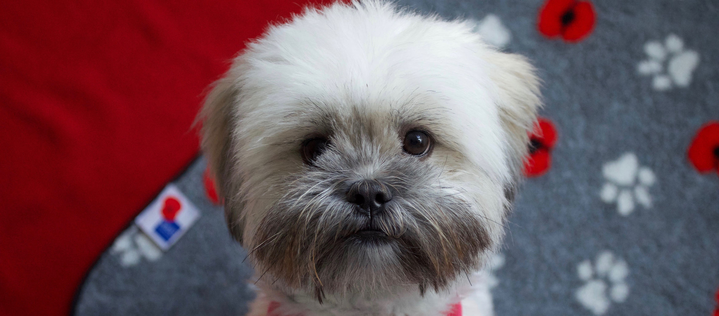 5 reasons why you should choose a Lhasa Apso dog LhasaLife