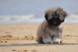 dogs like lhasa apso