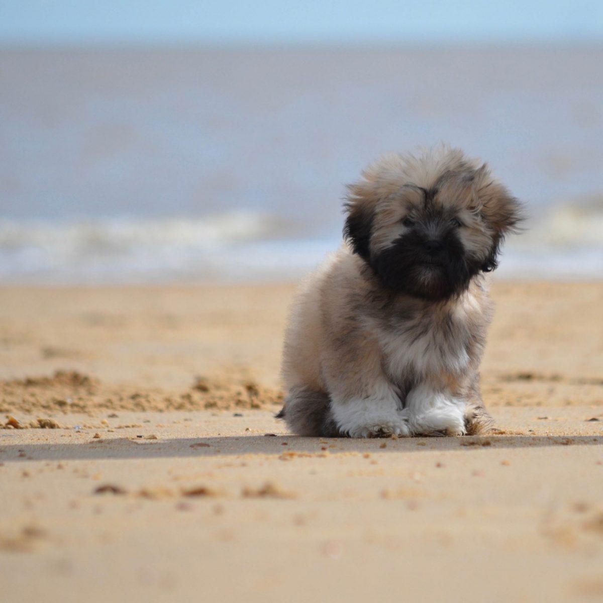 Professional grooming tips for Lhasa Apso dogs LhasaLife