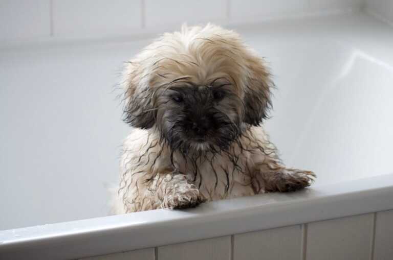 Puppy in the bath slightly wet