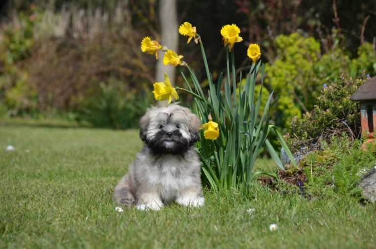 Spring hazards for dogs: what every owner needs to watch for