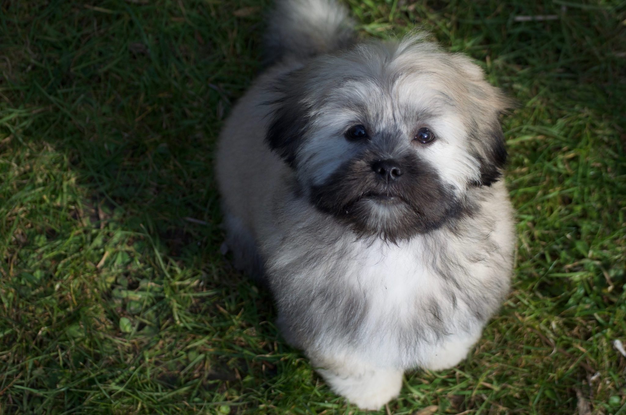 Why is my dog staring at me? LhasaLife