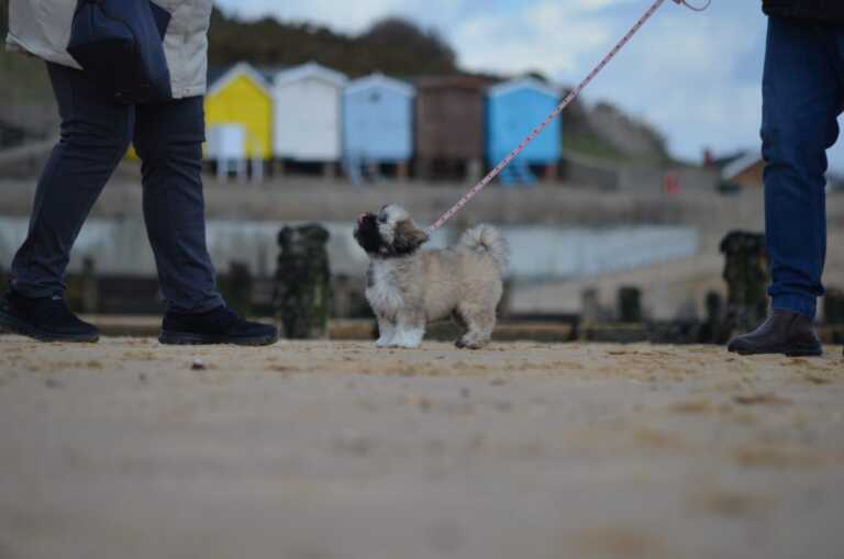 Puppy at the beach
