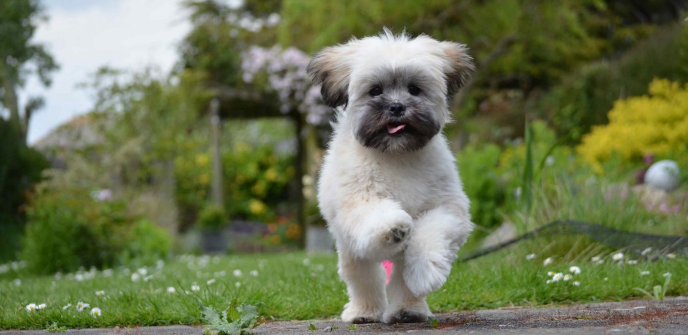 Lhasa Apso excitedly running in the garden