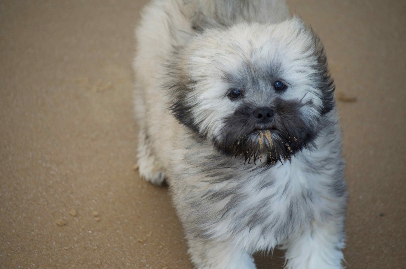 Poppy the Lhasa at the beach Golden Land