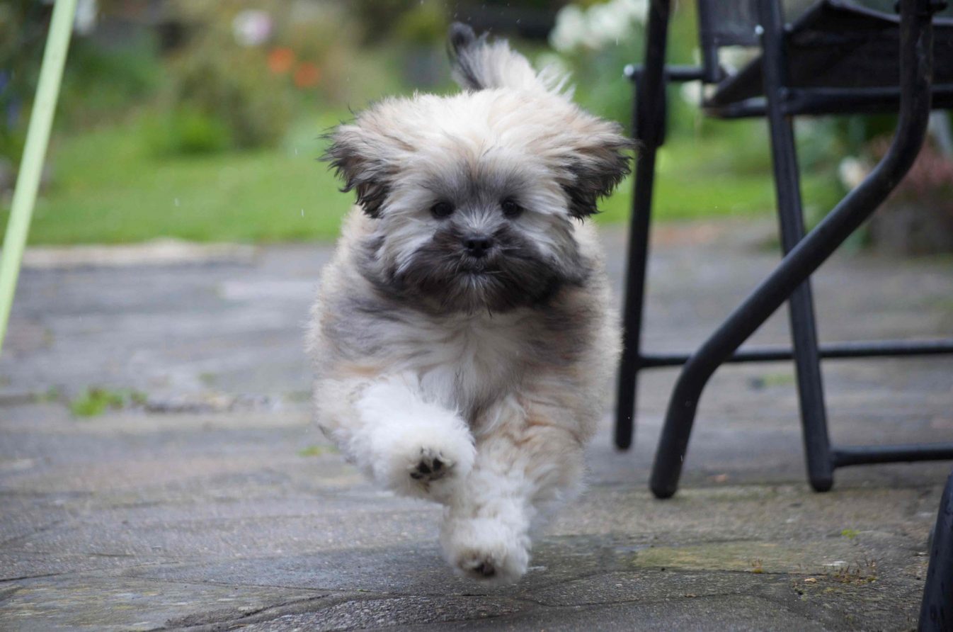 Lhasa Apso puppy sprinting in the garden