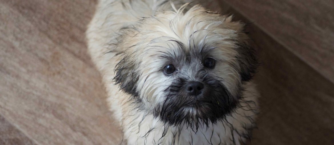Cute wet lhasa apso puppy