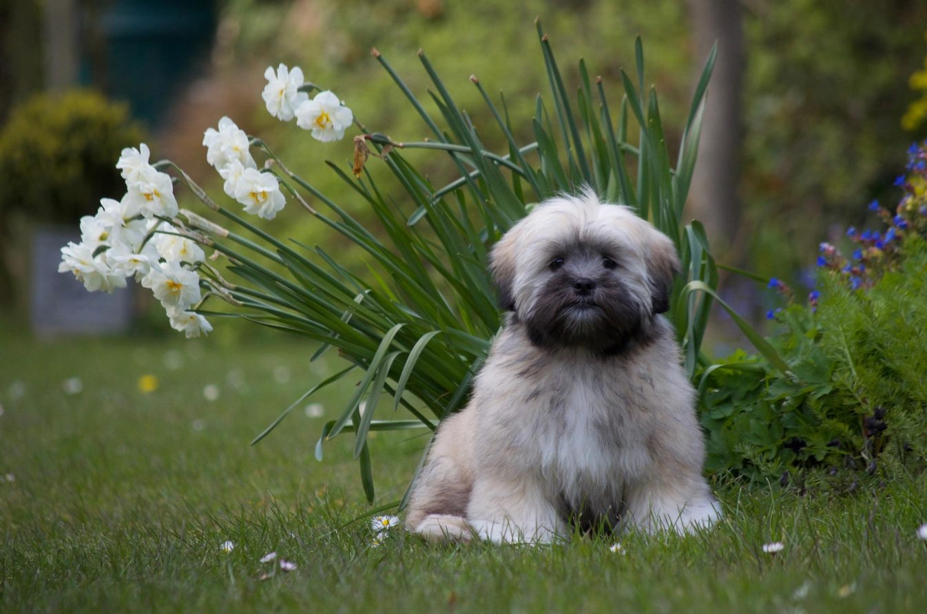 Lhasa Apso dog sitting on the grass