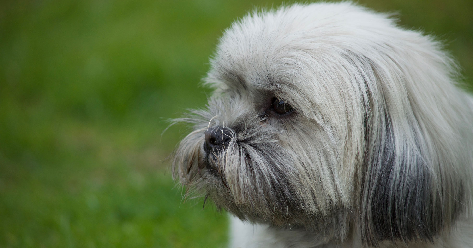lhasa apso guard dog