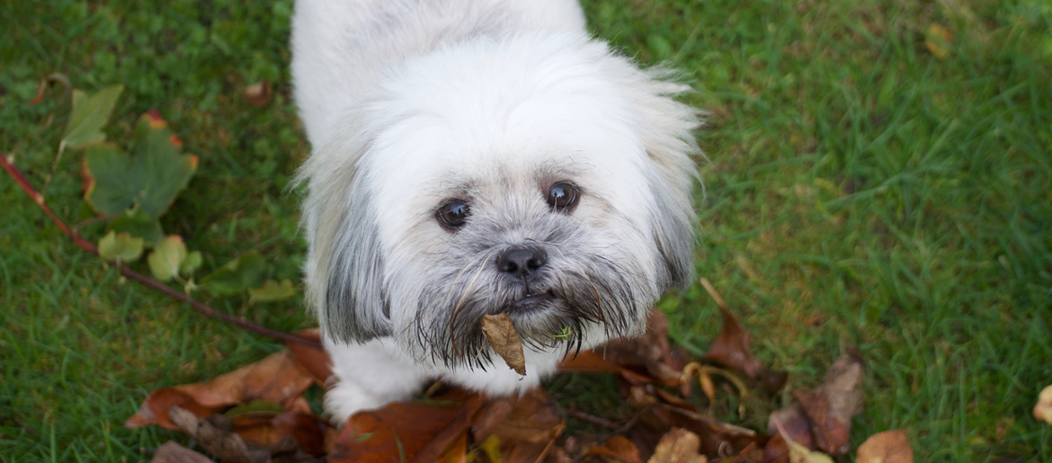 Lhasa Apso with autumn leaves