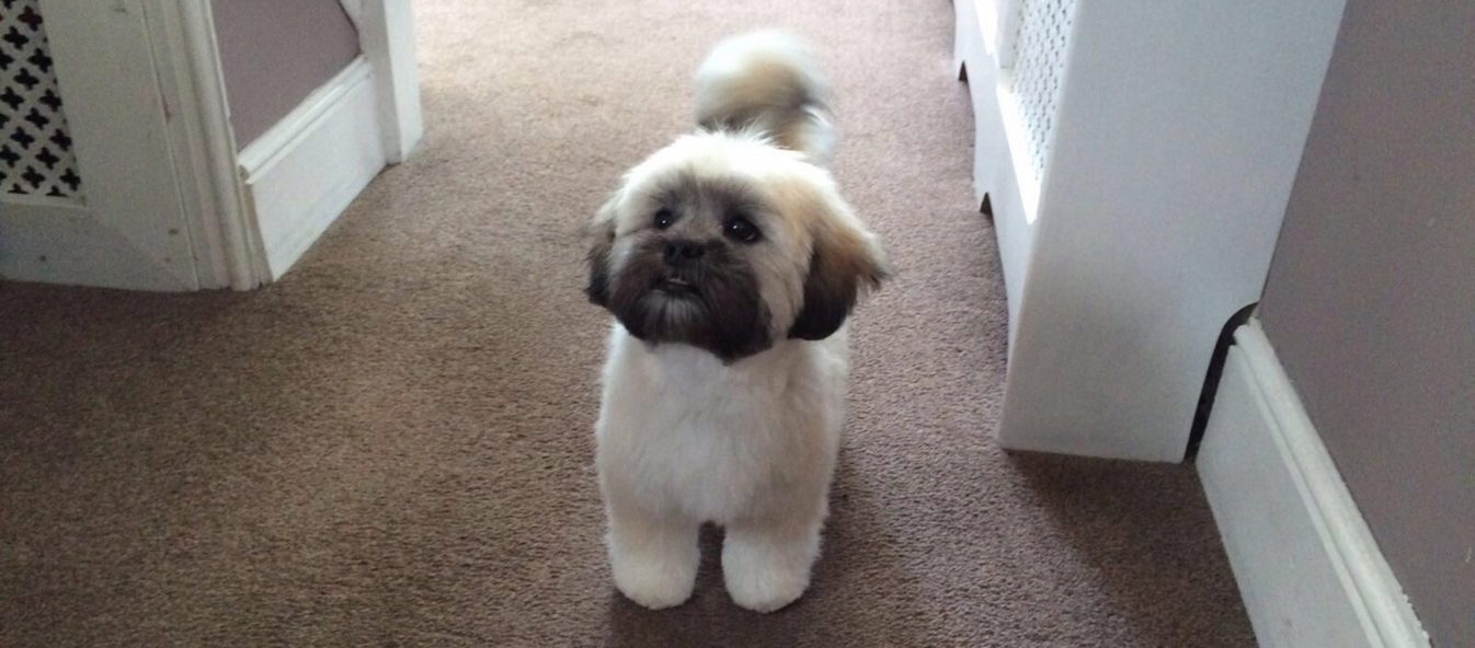 Lhasa Apso puppy back from the groomers