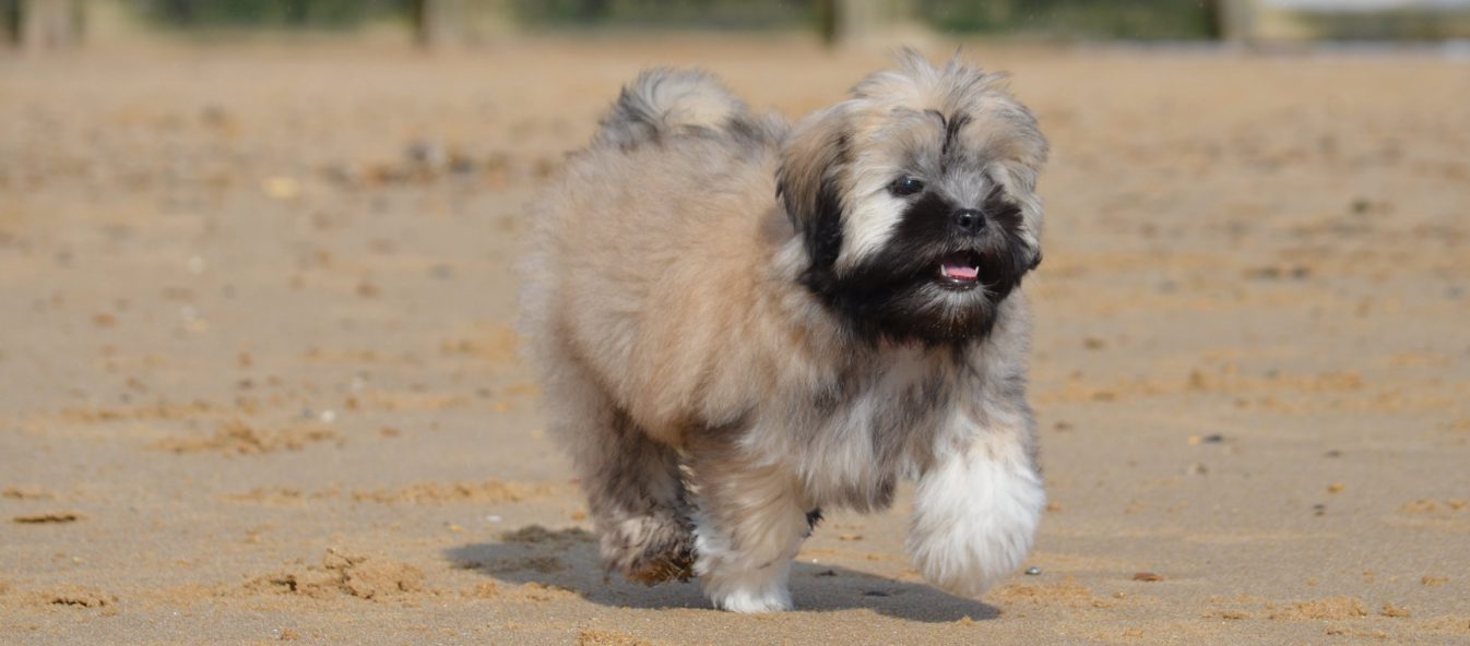 Lhasa Apso puppy running along the sand on the beach