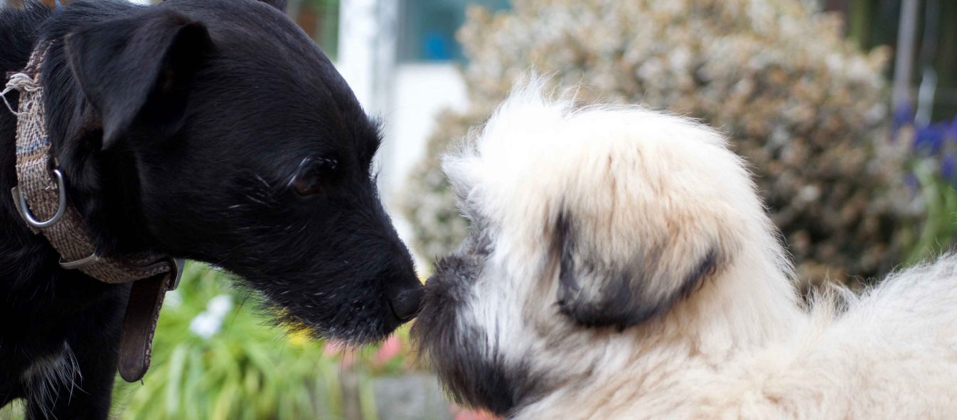 Lhasa Apso and Patterdale Terrier