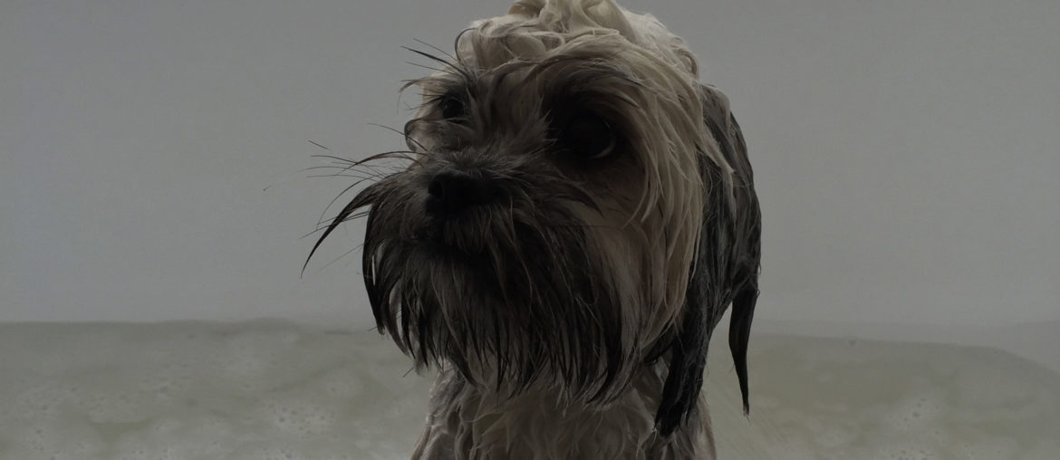 Lhasa Apso dog sitting in the bath
