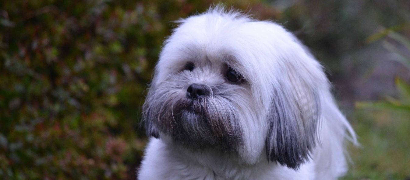 Lhasa Apso close up in the garden
