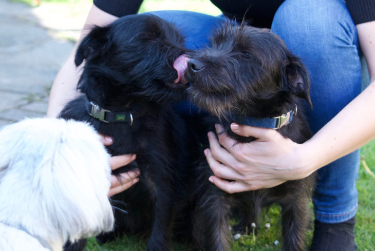Poppy the Lhasa and two patterdale terriers