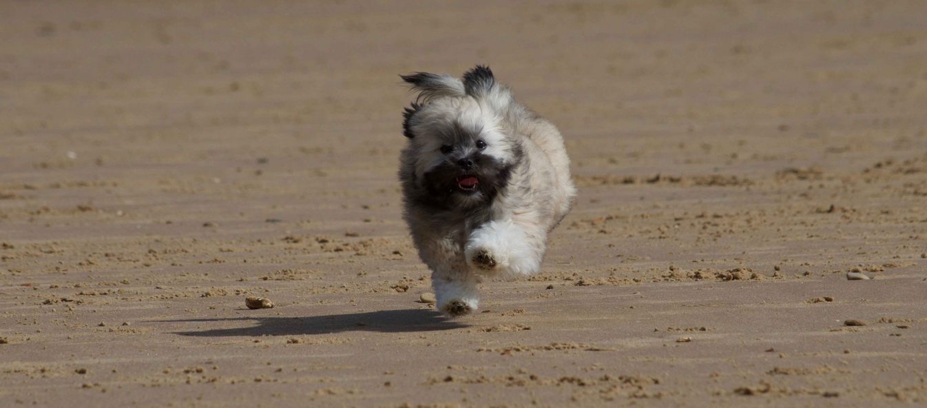 Lhasa Apso puppy running along a beach