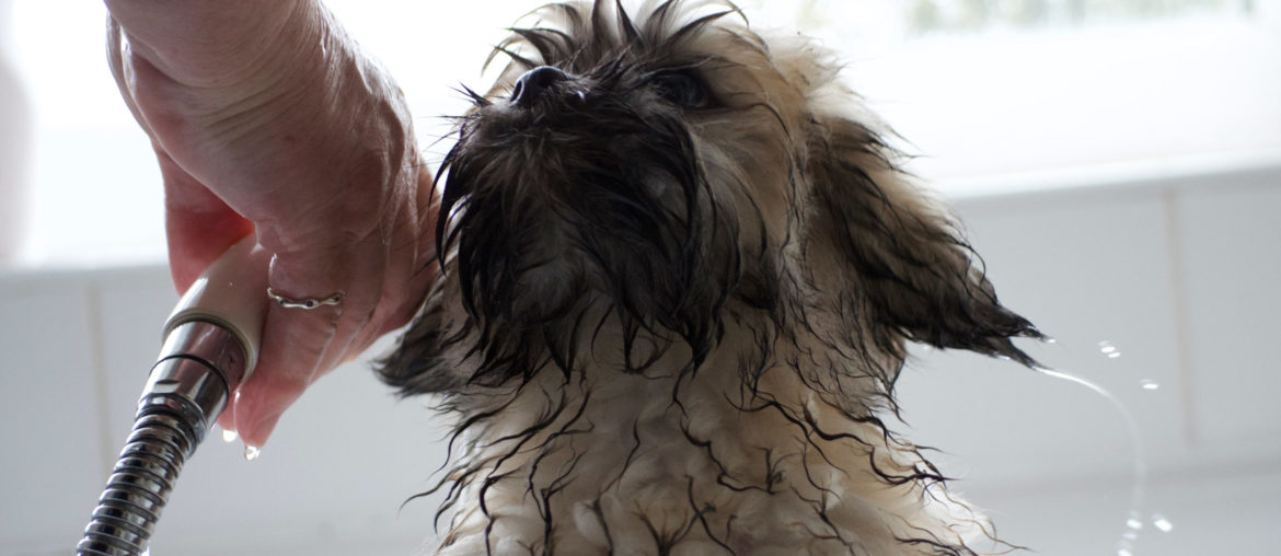 Lhasa Apso dog getting sprayed with a shower