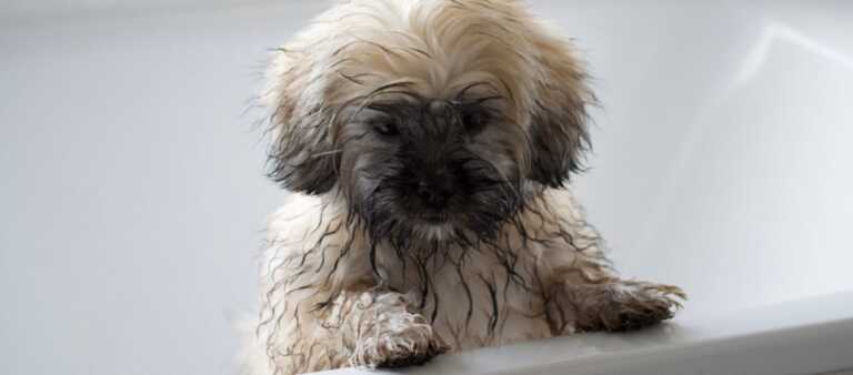 Fluffy wet Lhasa Apso dog