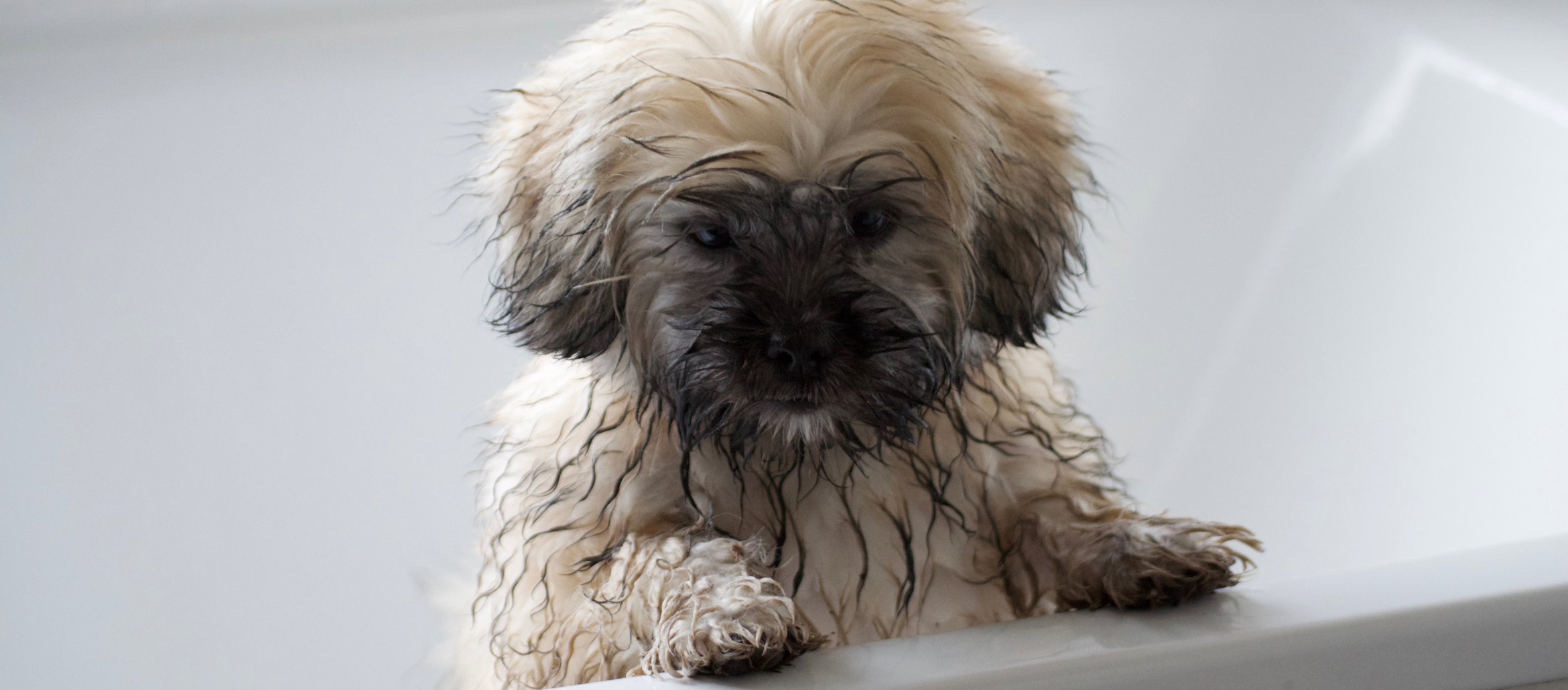 lhasa apso shampoo