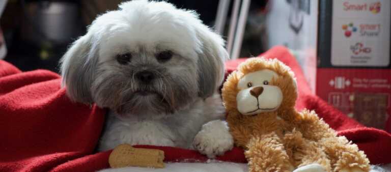 Lhasa Apso dog with monkey toy
