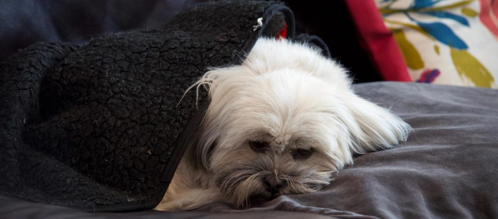 Lhasa Apso hiding from fireworks under a blanket