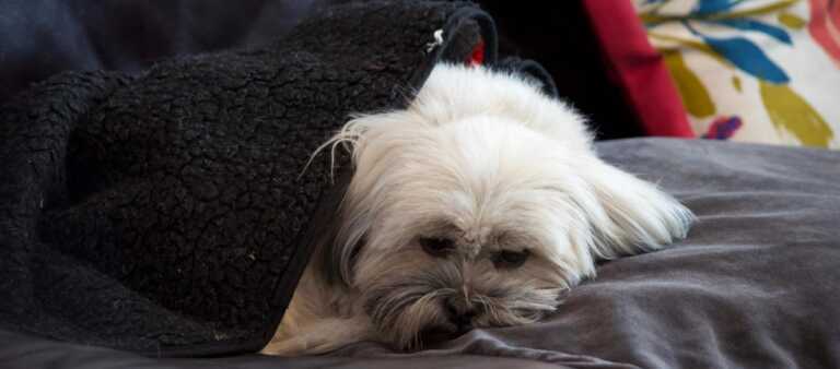 Lhasa Apso hiding from fireworks under a blanket