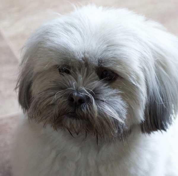 Professional grooming tips for Lhasa Apso dogs LhasaLife