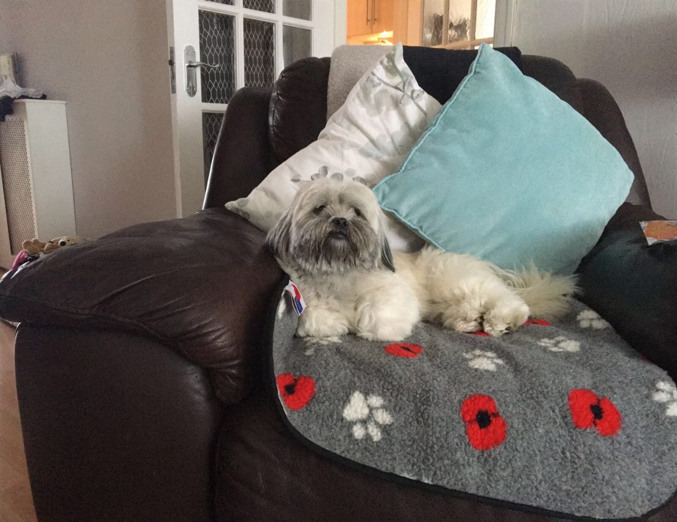 Why get a dog?