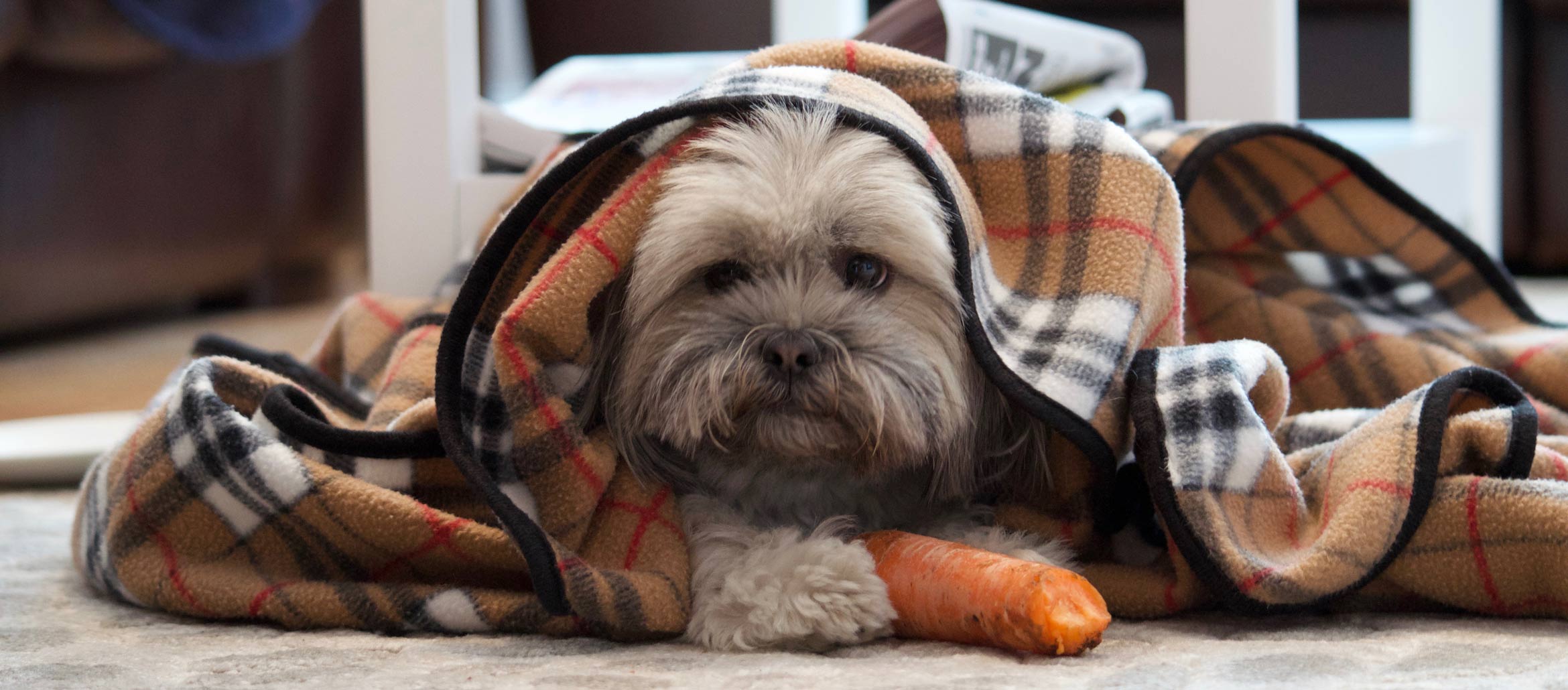 Puppy with a carrot and a blanket