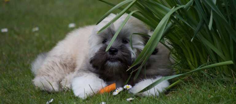 Small Lhasa Apso puppy with a carrot stick