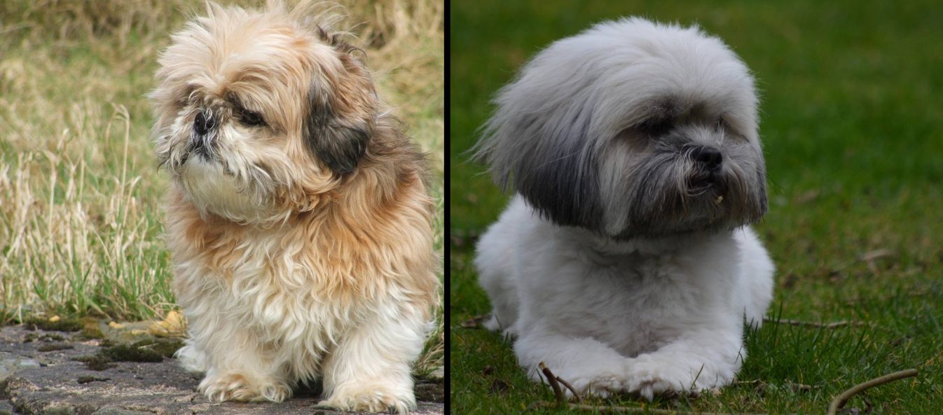 Shih Tzu dog (left) vs Lhasa Apso dog (right)