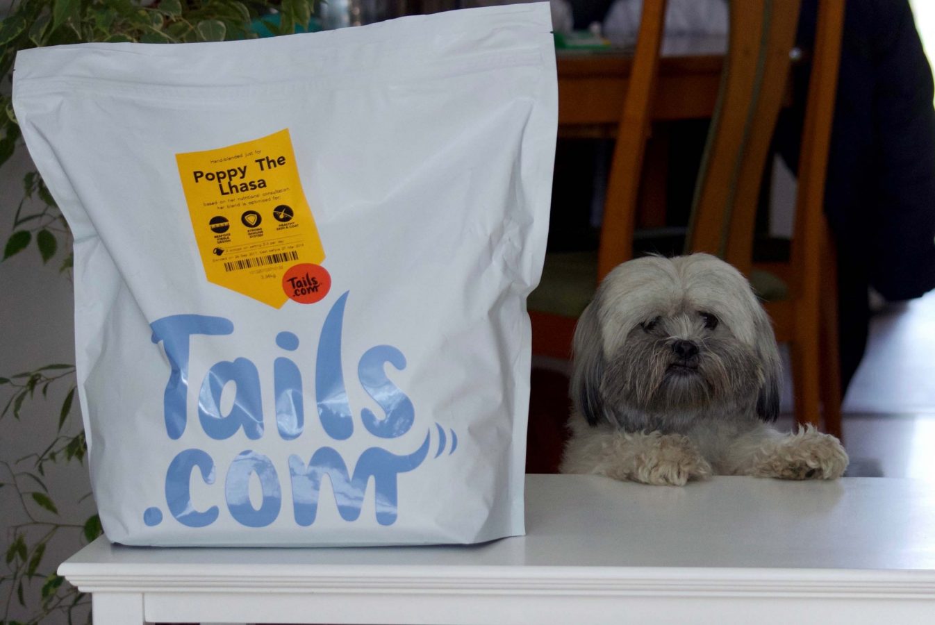 Lhasa Apso with tails.com dog food parcel