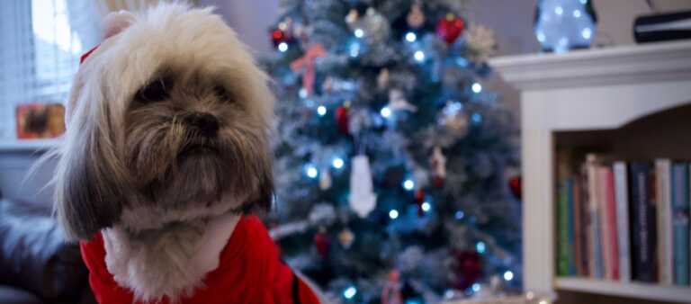 Puppy wearing Santa costume