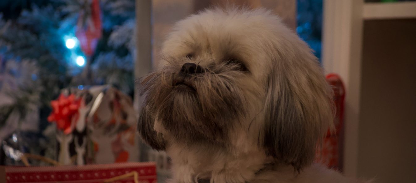 Lhasa Apso festive photo with lights in the background