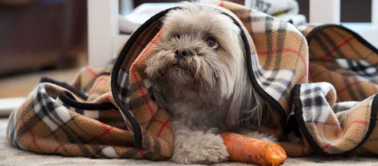 Lhasa Apso puppy looking sad under a blanket