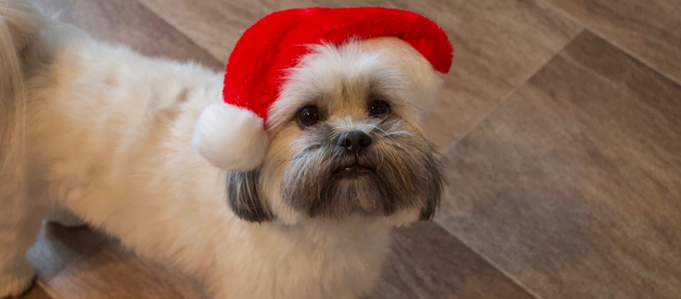 Puppy wearing a Christmas hat