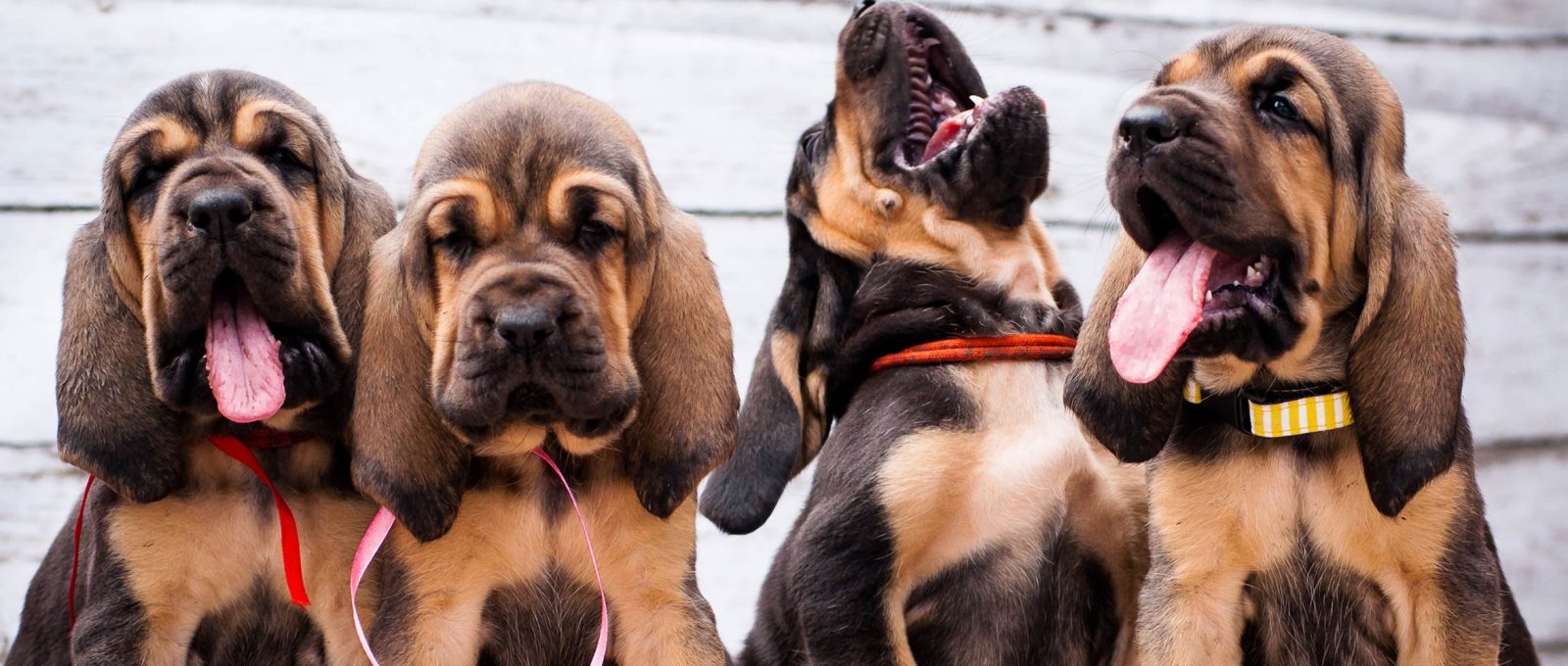 Which dog breed has the best sense of smell? LhasaLife