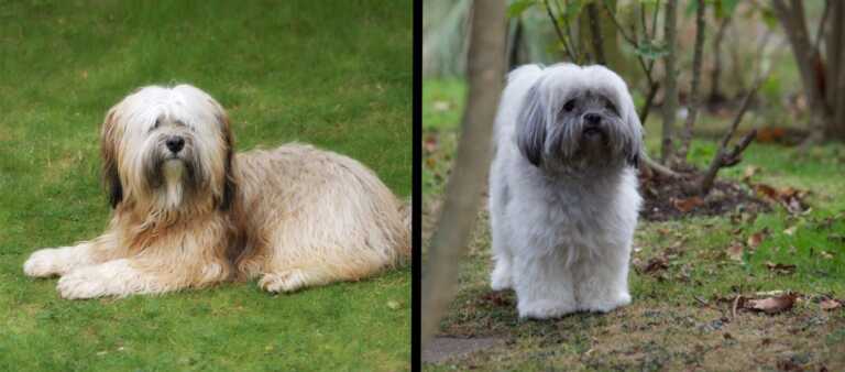 Comparison between a Tibetan Terrier (left) and Lhasa Apso (right)