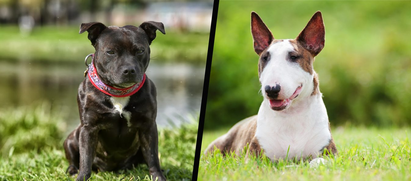 Staffordshire Bull terrier and English Bull Terrier