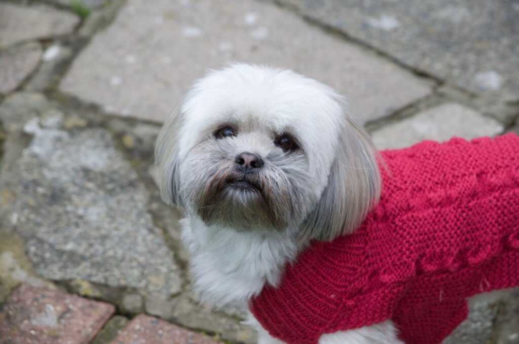 Lhasa Apso wearing a pink coat