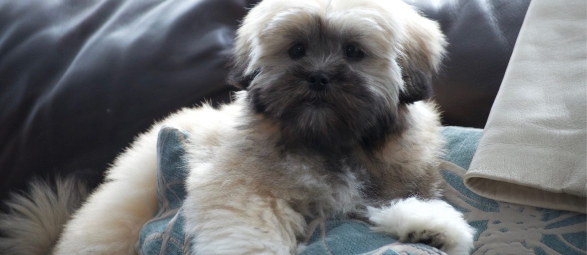 dog keeps barking at tv