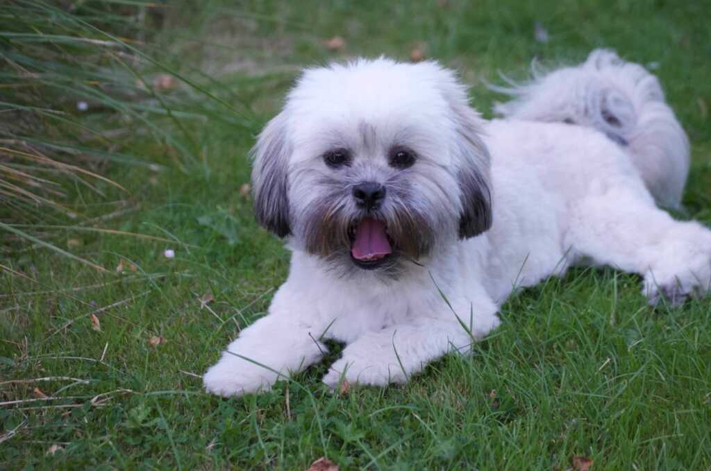 Lhasa Apso puppy yawning
