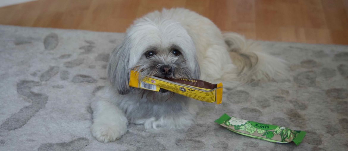 Lhasa Apso dog with a treat packet in her mouth