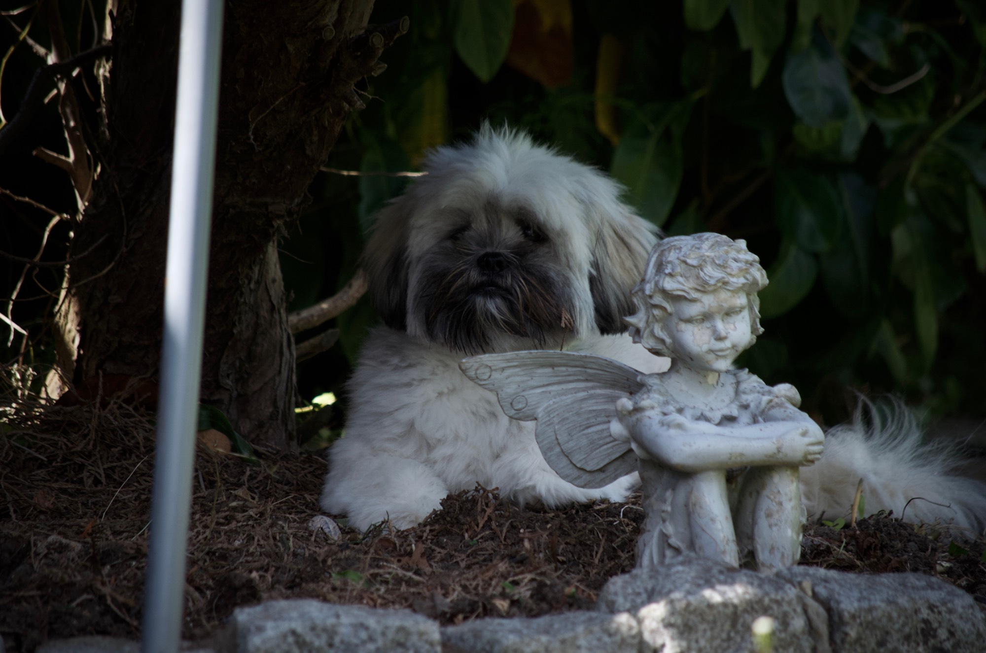 Are dogs afraid of the dark? LhasaLife