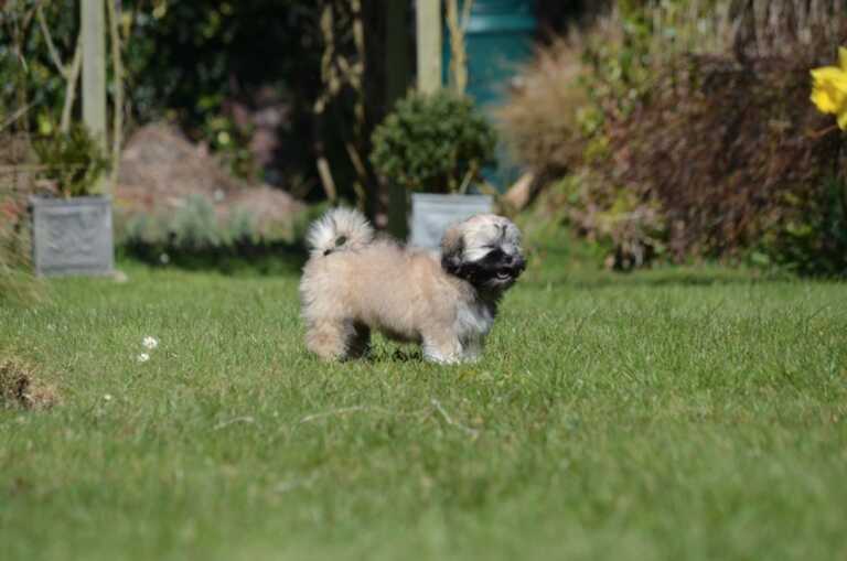 Lhasa Apso that is in the garden looks like it is laughing and intelligent