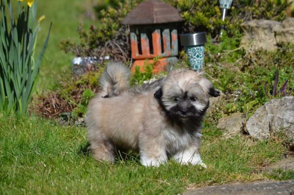 Lhasa Apso relaxing on sofa - why your dog needs a daily routine